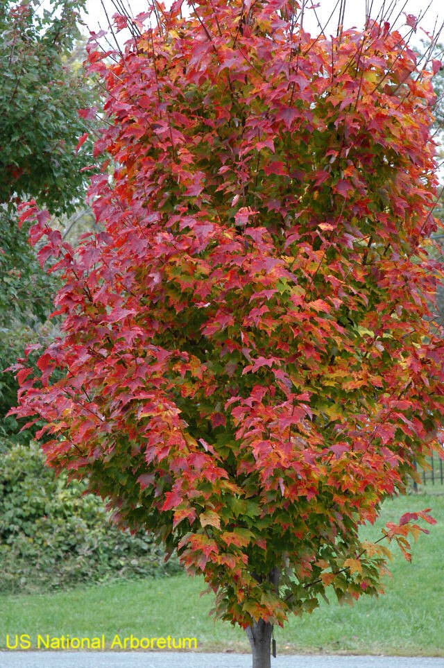 Acer rubrum 'Red Rocket'  / Acer rubrum 'Red Rocket' 