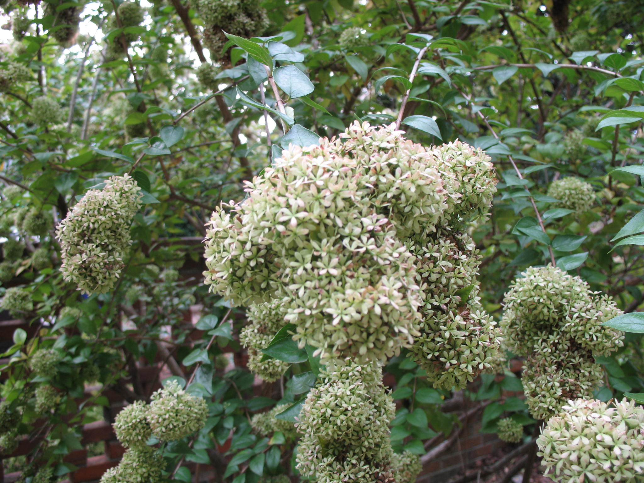 Abelia chinensis / Chinese Abelia