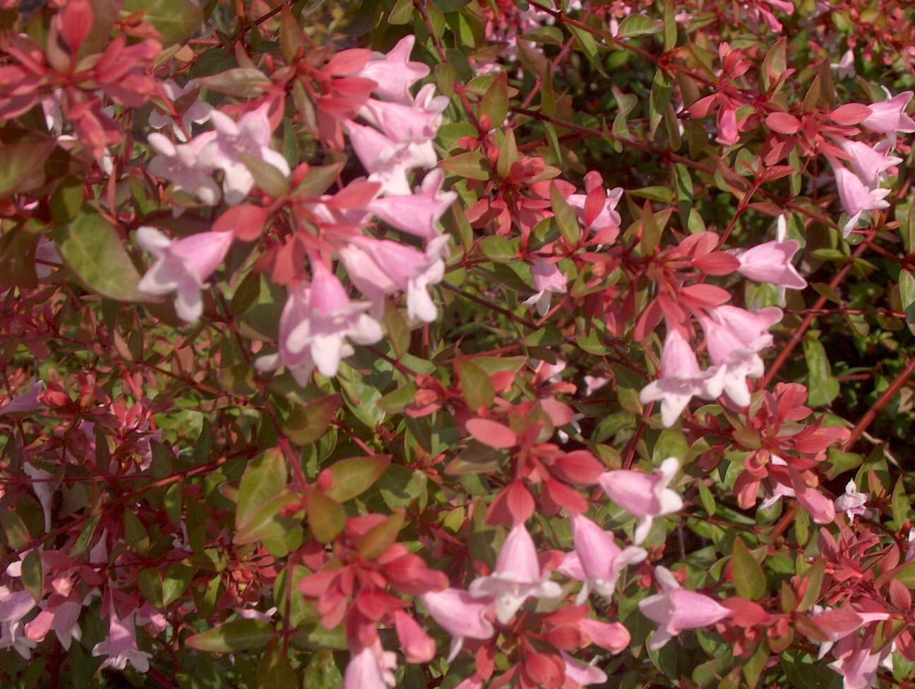 Abelia x grandiflora 'Edward Goucher' / Edward Goucher Abelia