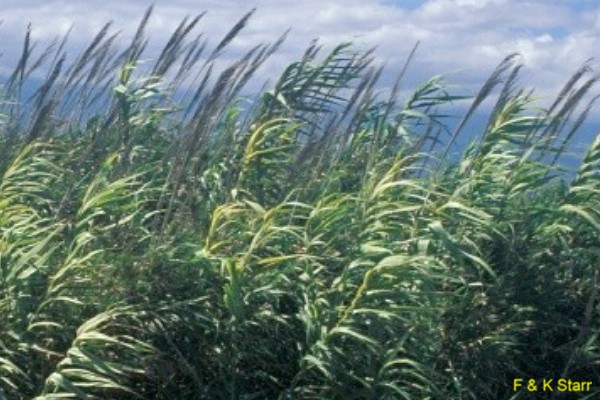 Arundo donax / Giant Reed