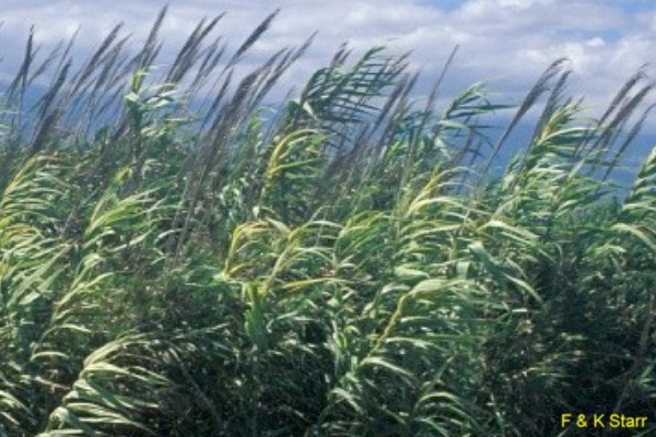 Arundo donax / Arundo donax