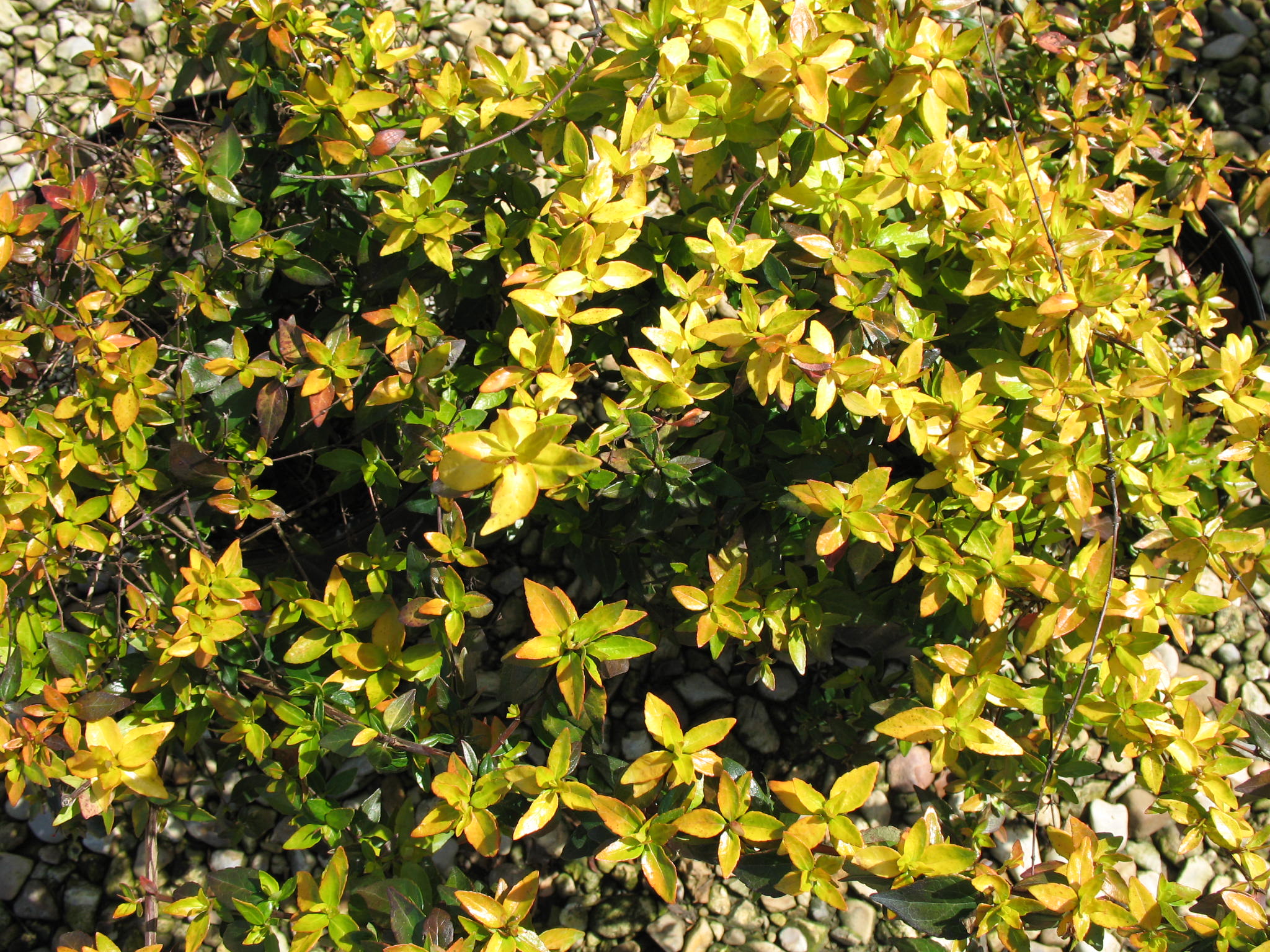 Abelia x grandiflora 'Francis Mason'  / Francis Mason Abelia