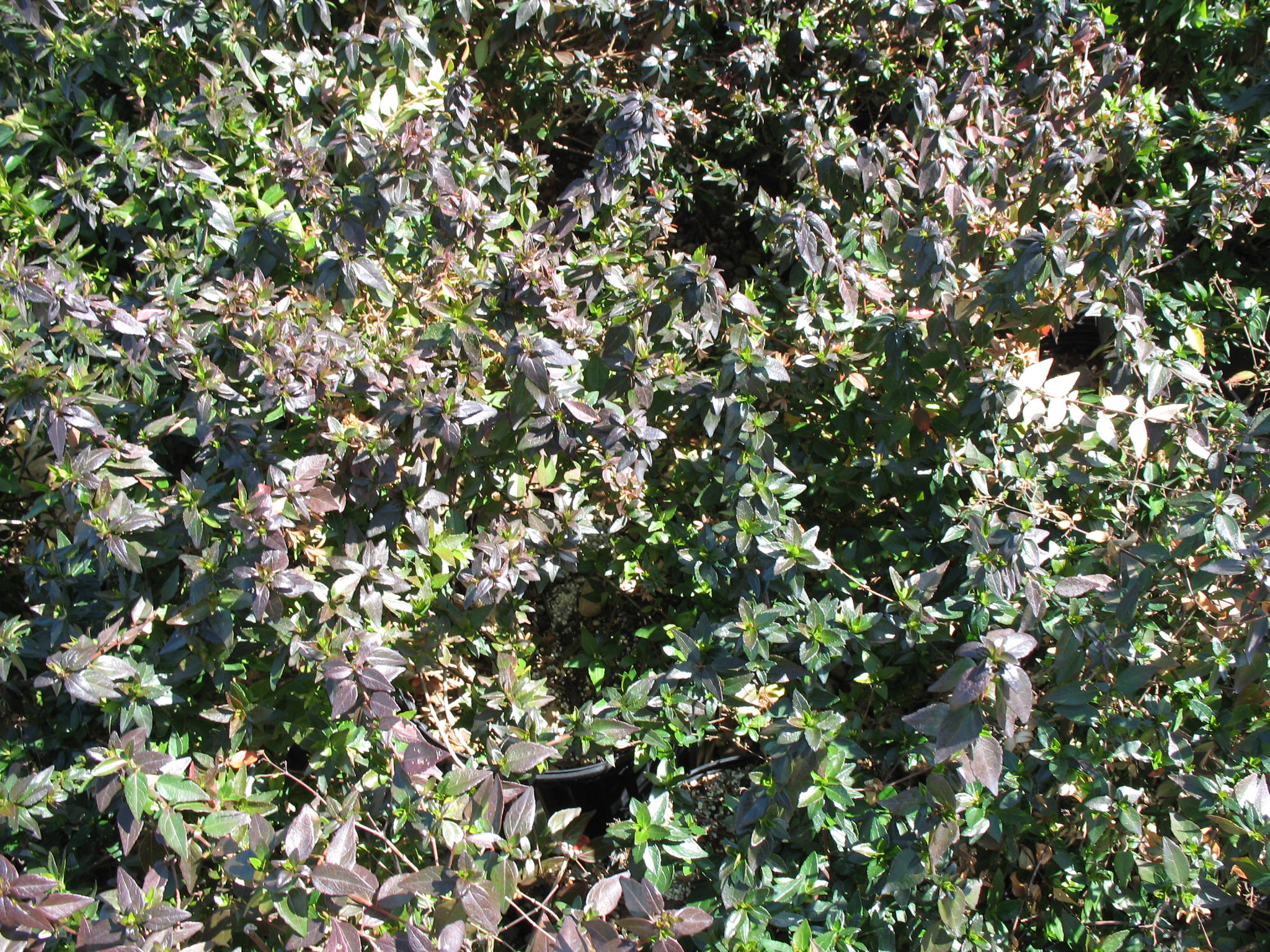 Abelia x grandiflora 'Little Richard'  / Abelia x grandiflora 'Little Richard' 