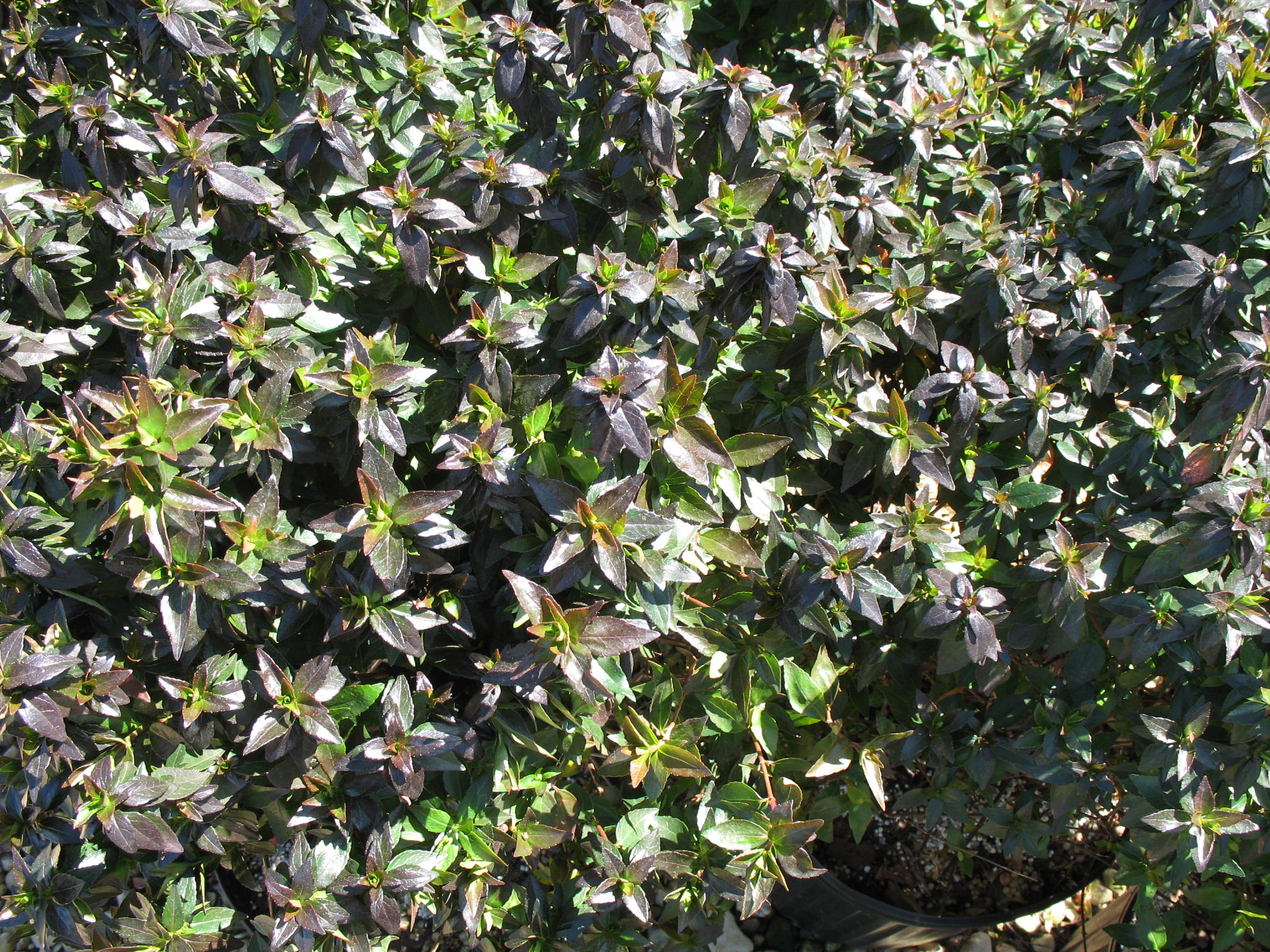 Abelia x grandiflora 'Rose Creek'  / Rose Creek Abelia