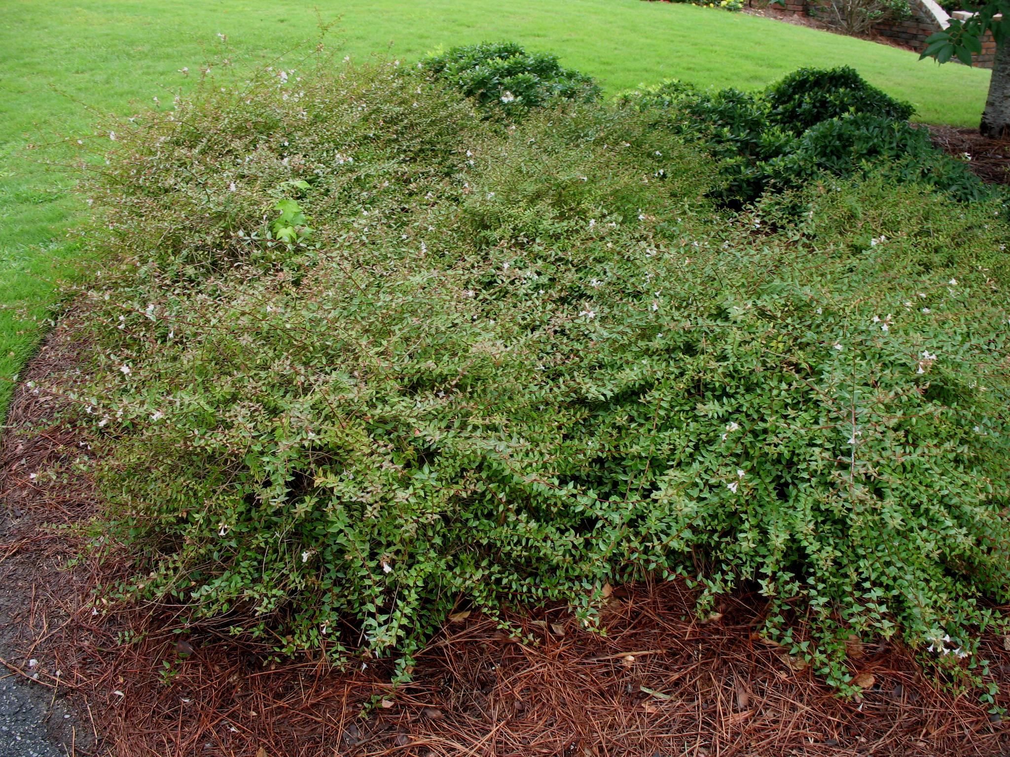 Abelia x grandiflora 'Sherwood' / Abelia x grandiflora 'Sherwood'