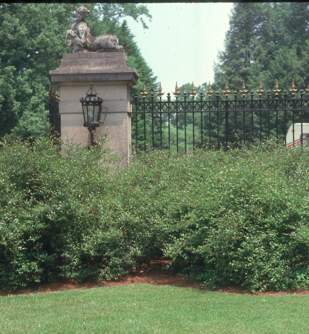 Abelia x grandiflora / Abelia