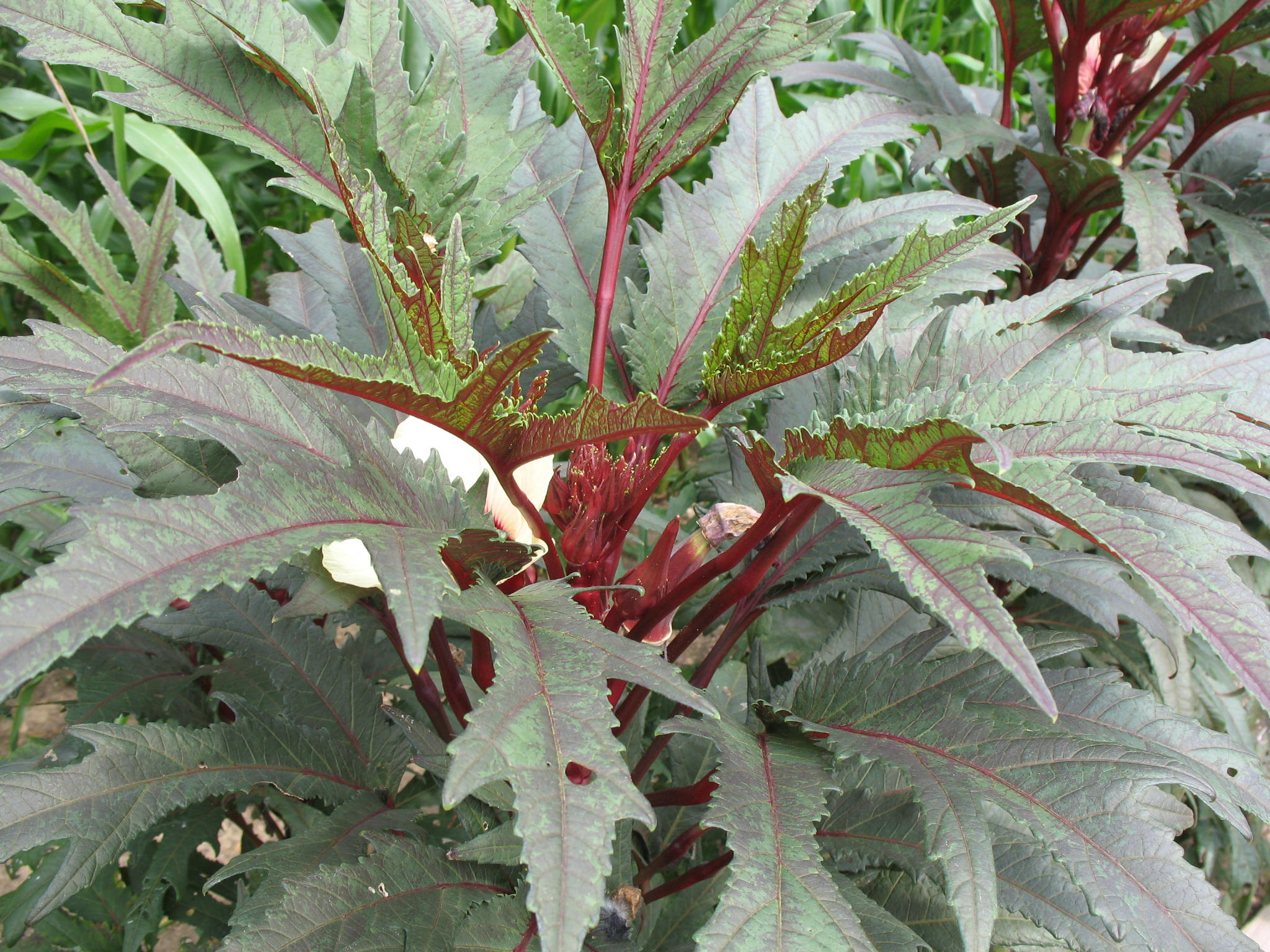 Abelmoschus esculentus   / Red Okra