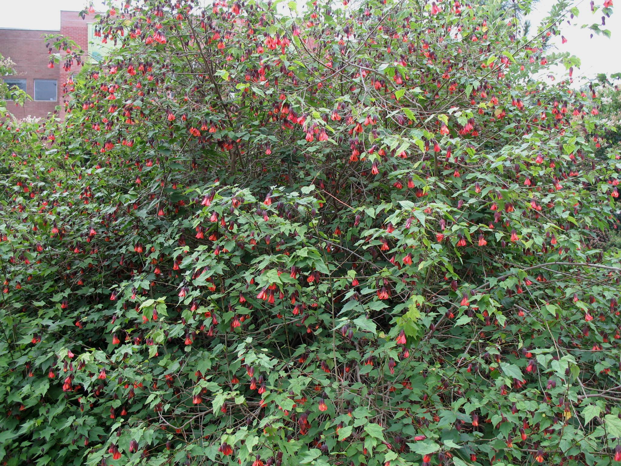 Abutilon 'Traffic Island' / Abutilon 'Traffic Island'