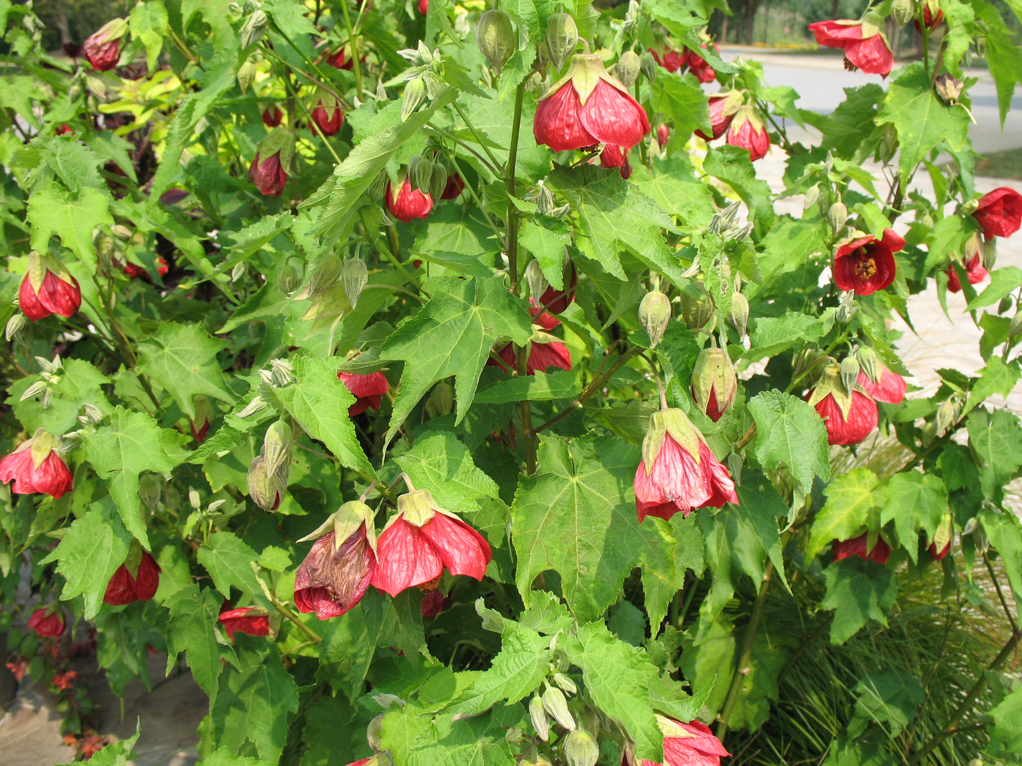 Abutilon x hybridum 'Voodoo' / Voodoo Flowering Maple