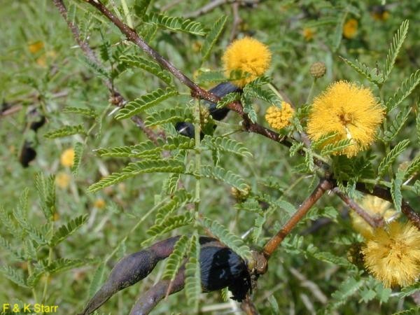 Acacia farnesiana / Sweet Acacia