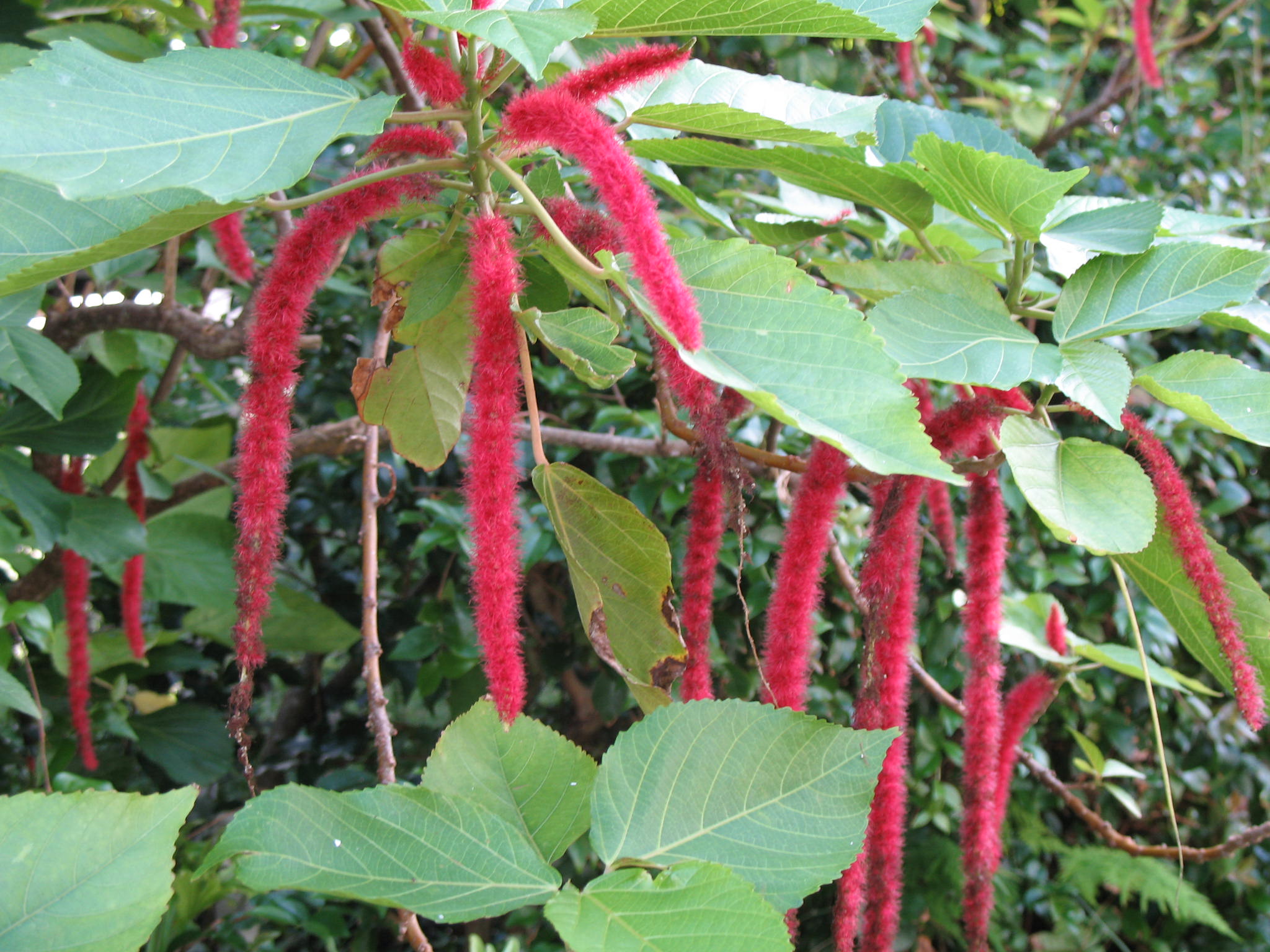 Acalypha hispida / Acalypha hispida