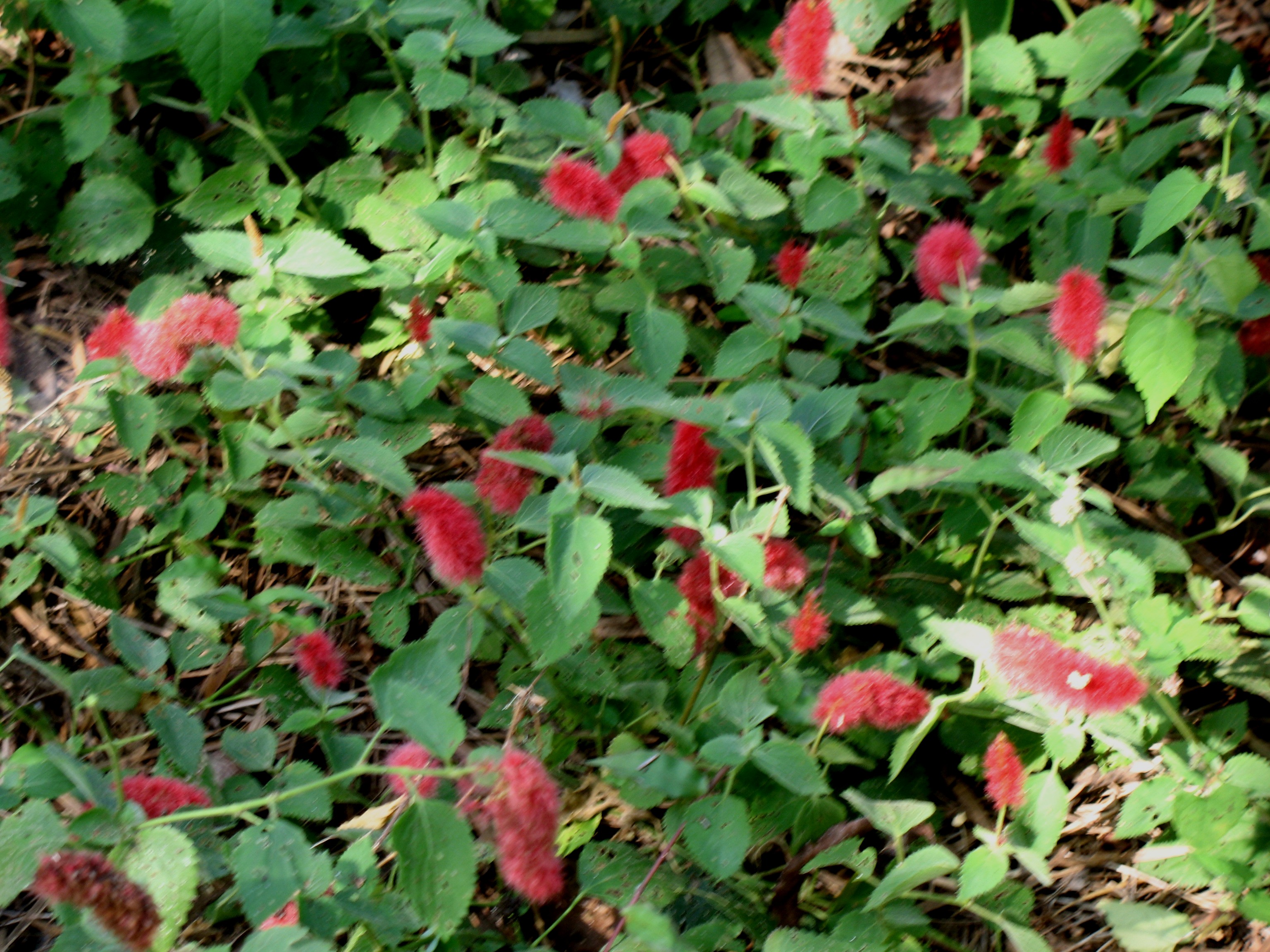 Acalypha pendula  / Firetail Chenille