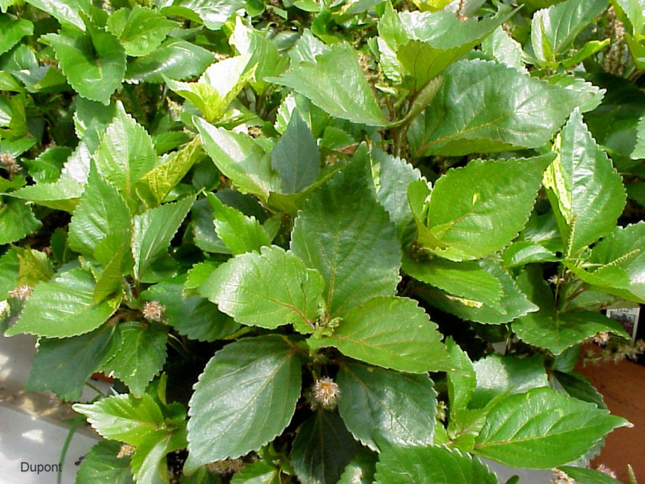 Acalypha wilkesiana 'Tricolor'   / Acalypha wilkesiana 'Tricolor'  