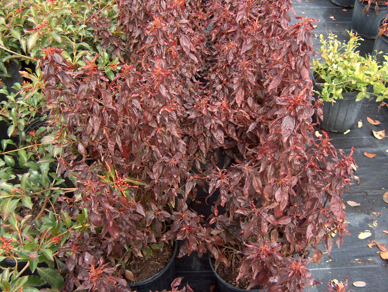 Acalypha wilkesiana / Copper Plant