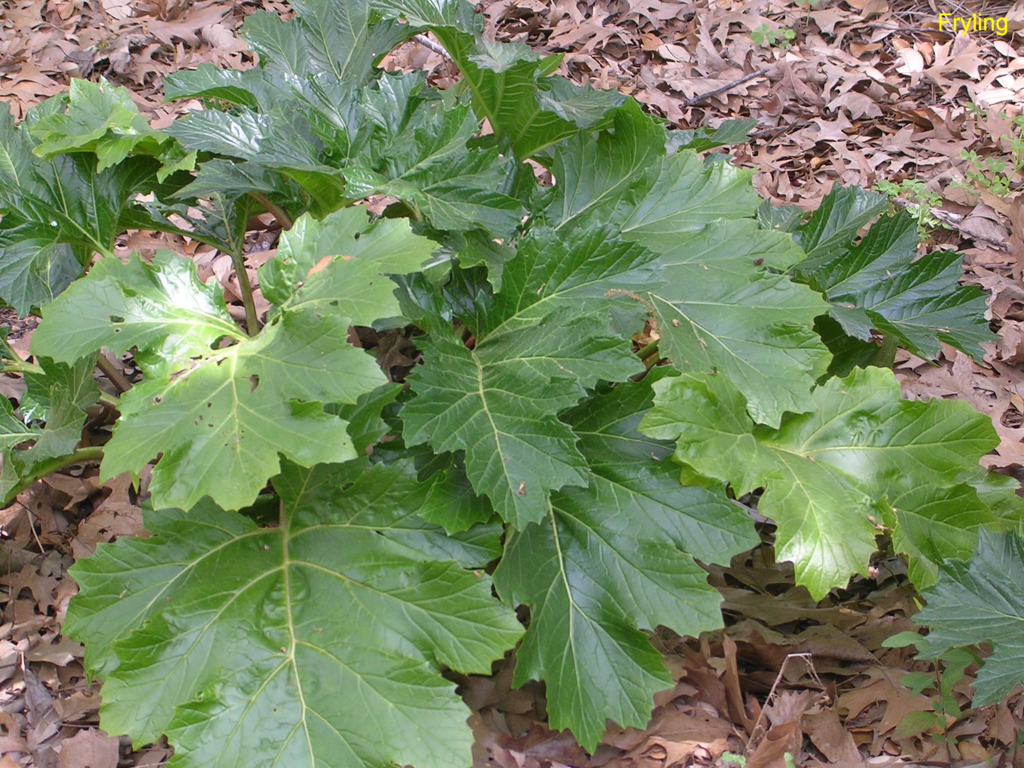 Acanthus mollis / Acanthus