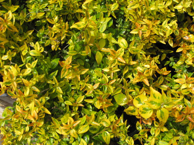 Abelia x grandiflora 'Mardi Gras' / Mardi Gras Abelia