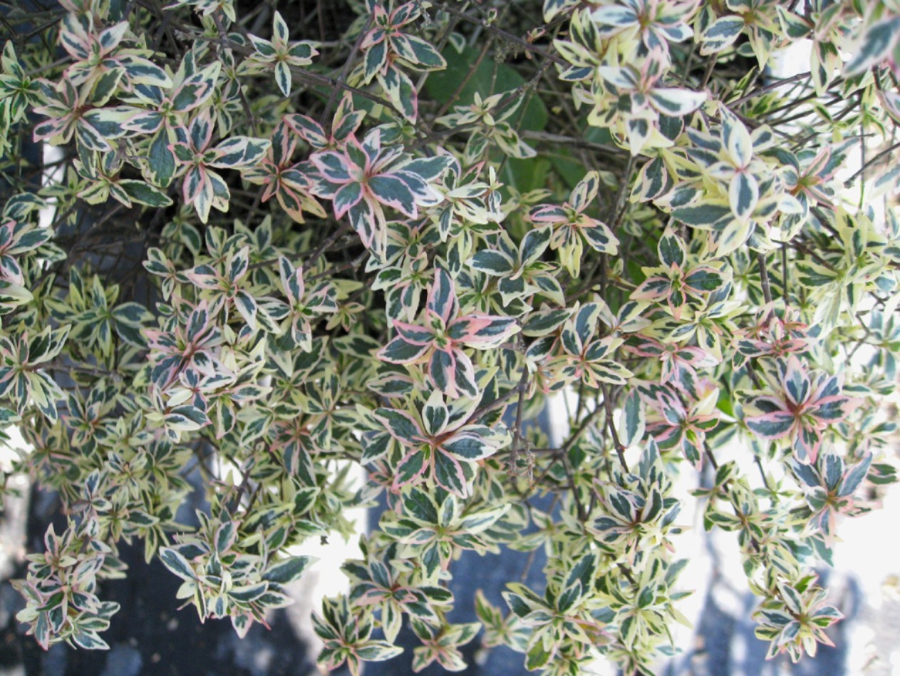 Abelia x grandiflora 'Confetti' / Abelia x grandiflora 'Confetti'