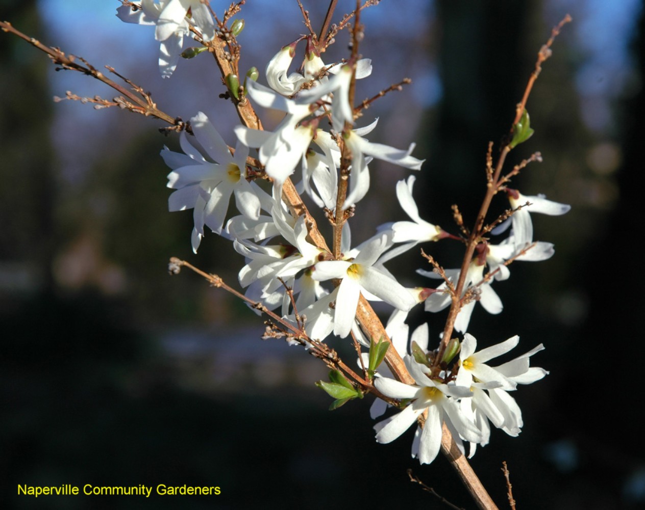 Abeliophyllum distichum / White Forsythia