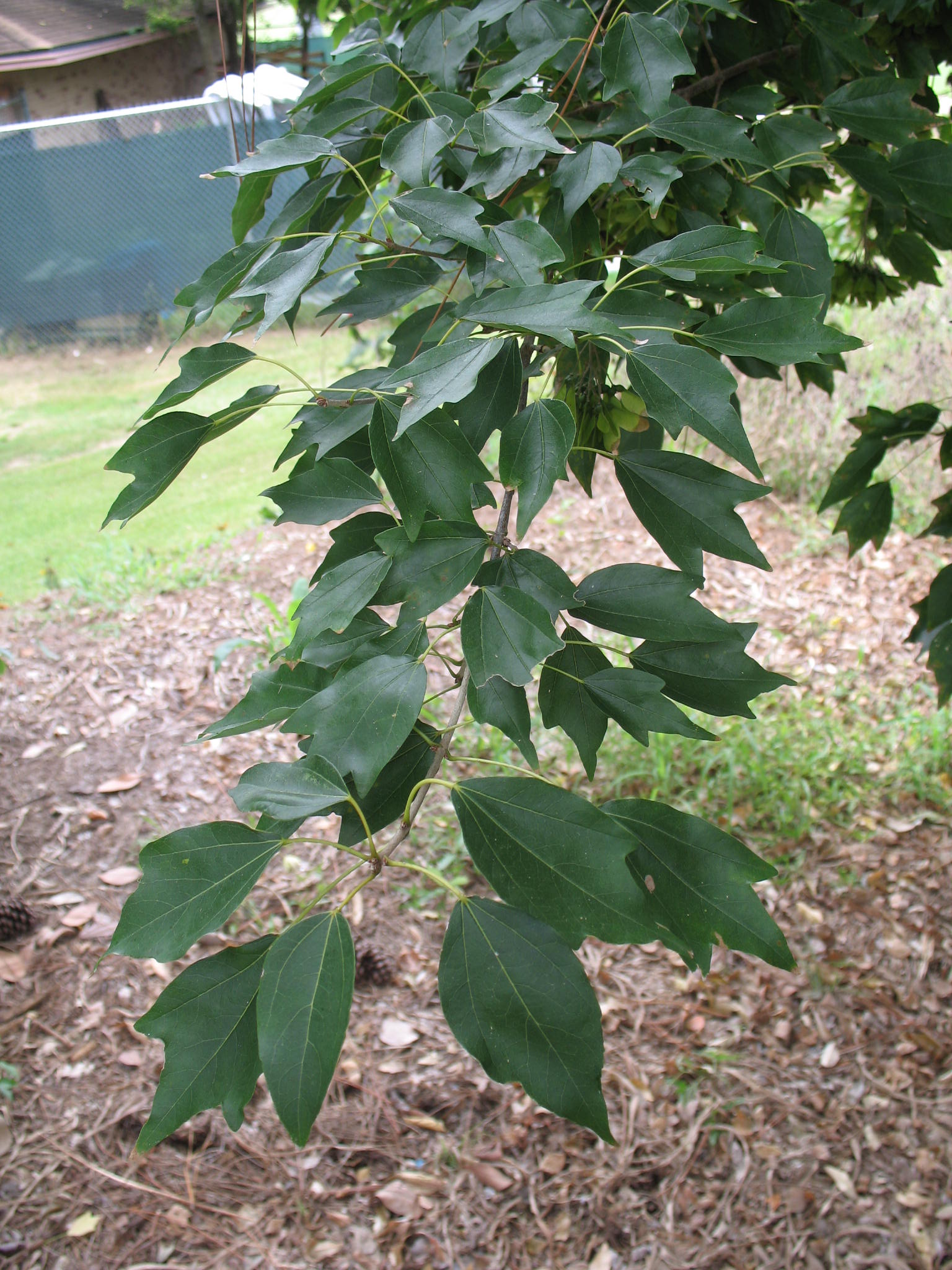 Acer buergerianum / Acer buergerianum