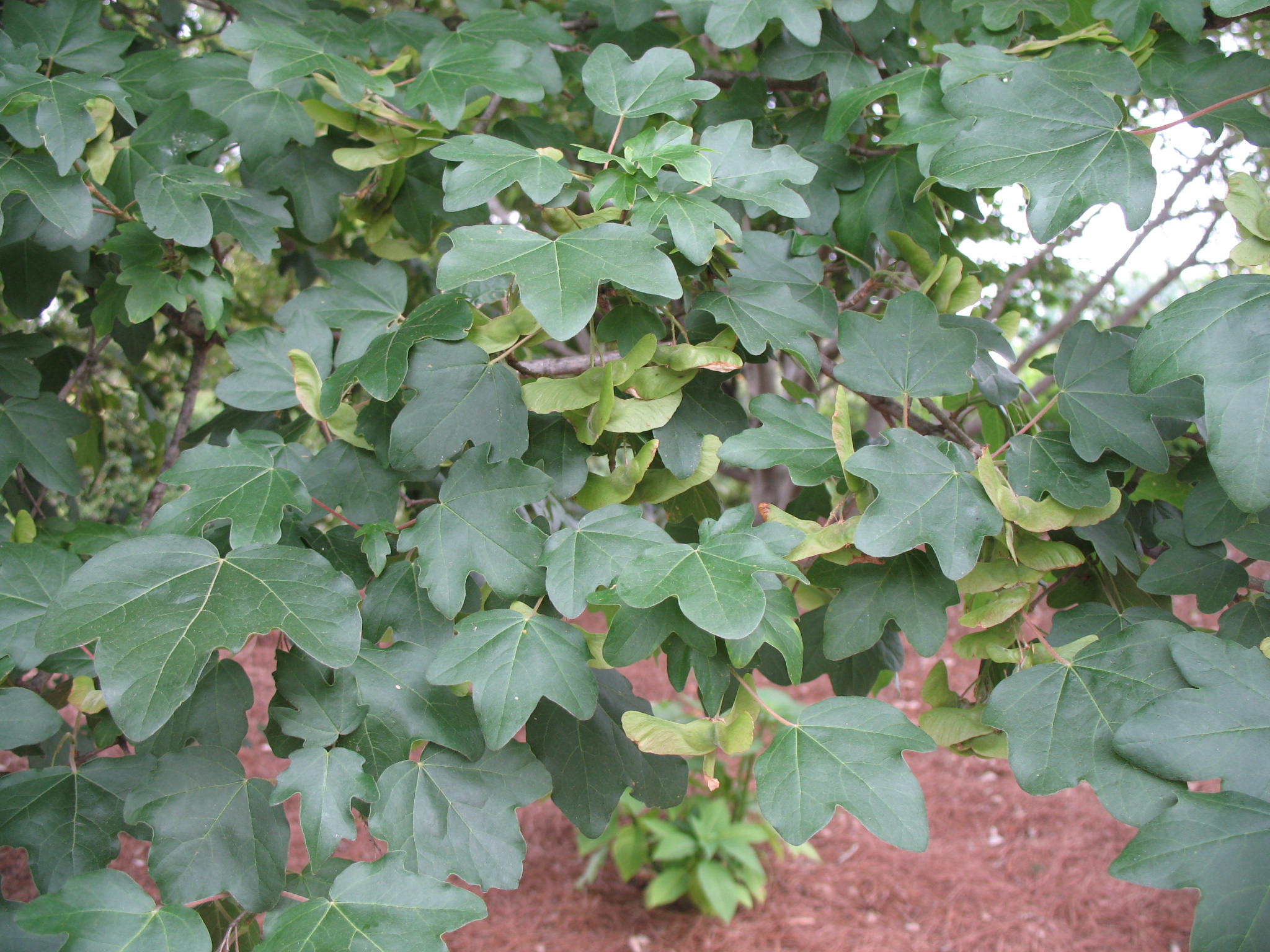 Acer campestre 'Evelyn'   / Evelyn Hedge Maple