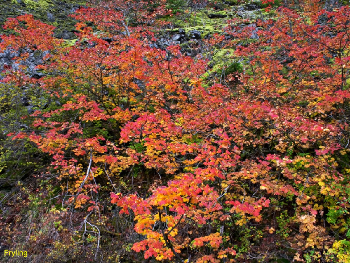 Acer circinatum / Vine Maple