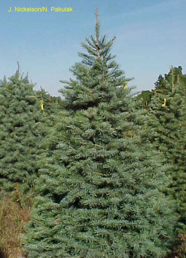 Abies concolor / White Fir