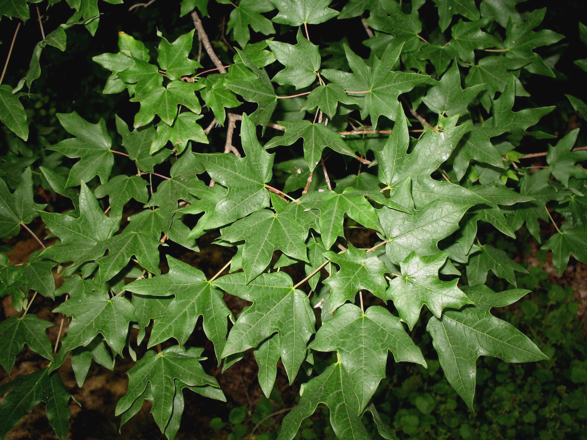 Acer grandidentatum / Bigtooth Maple