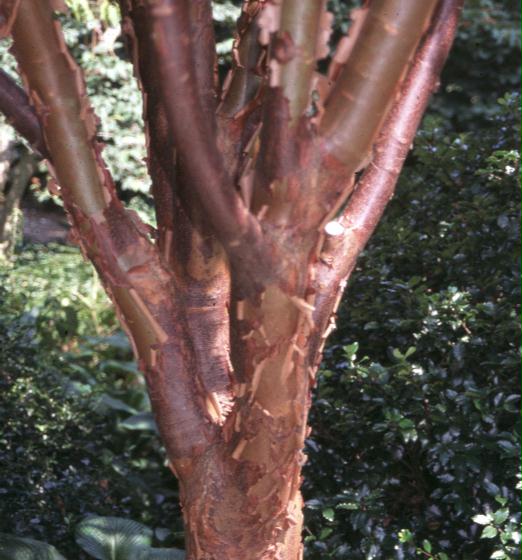 Acer griseum / Acer griseum