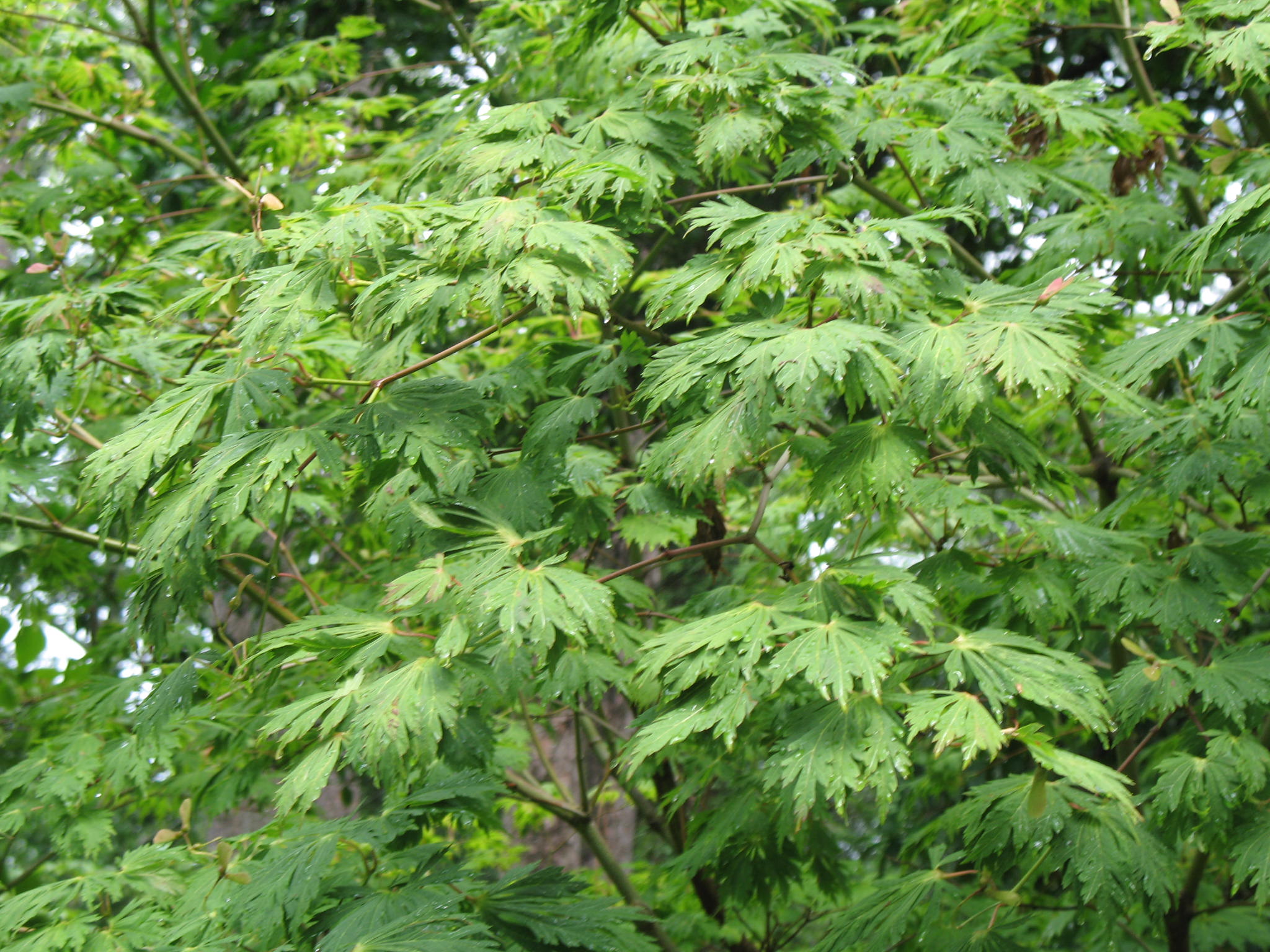 Acer japonica   / Japanese Maple