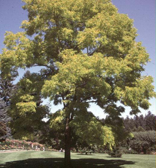 Acer negundo 'Variegatum' / Freeman Maple