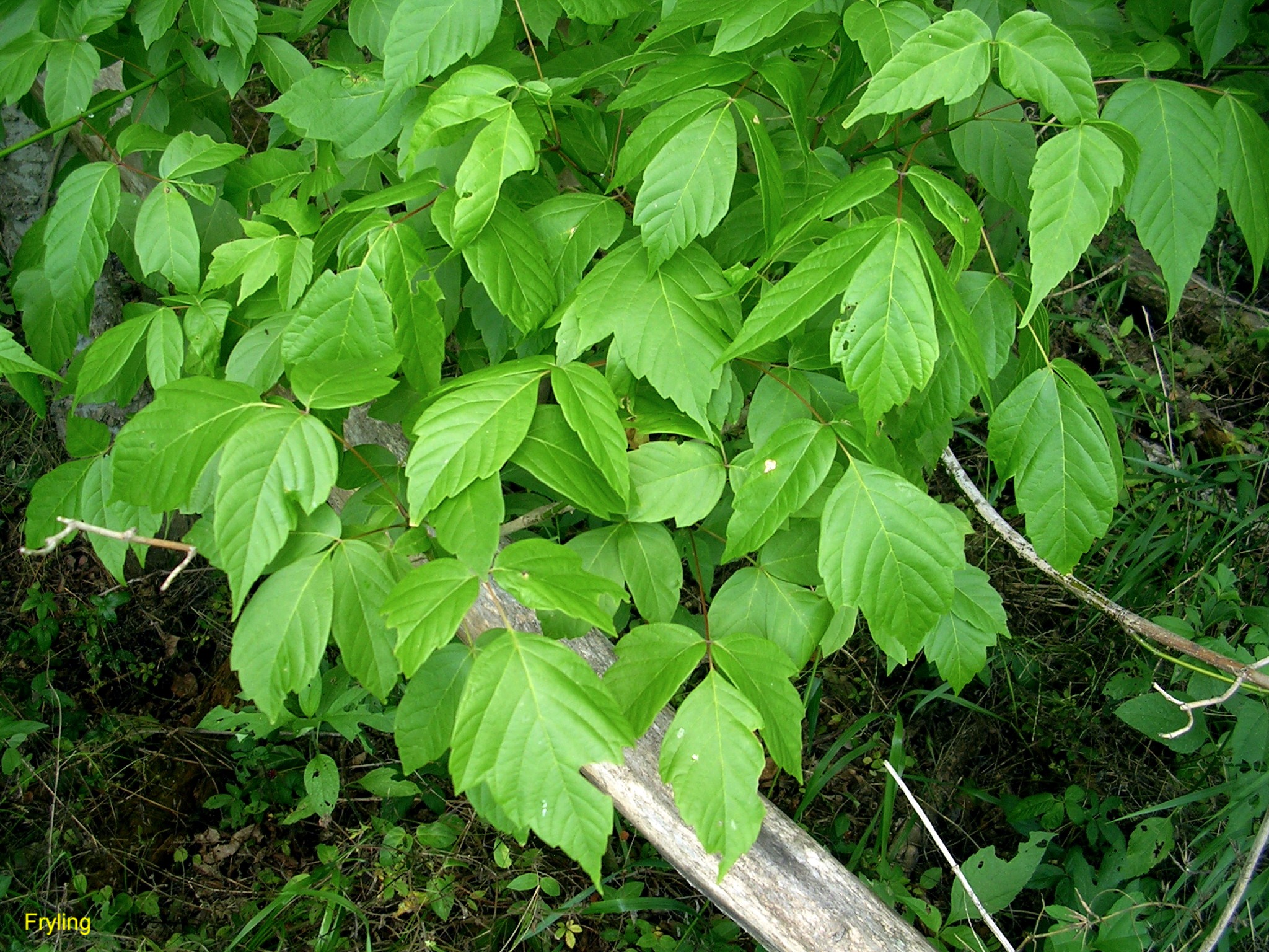 Acer negundo / Acer negundo