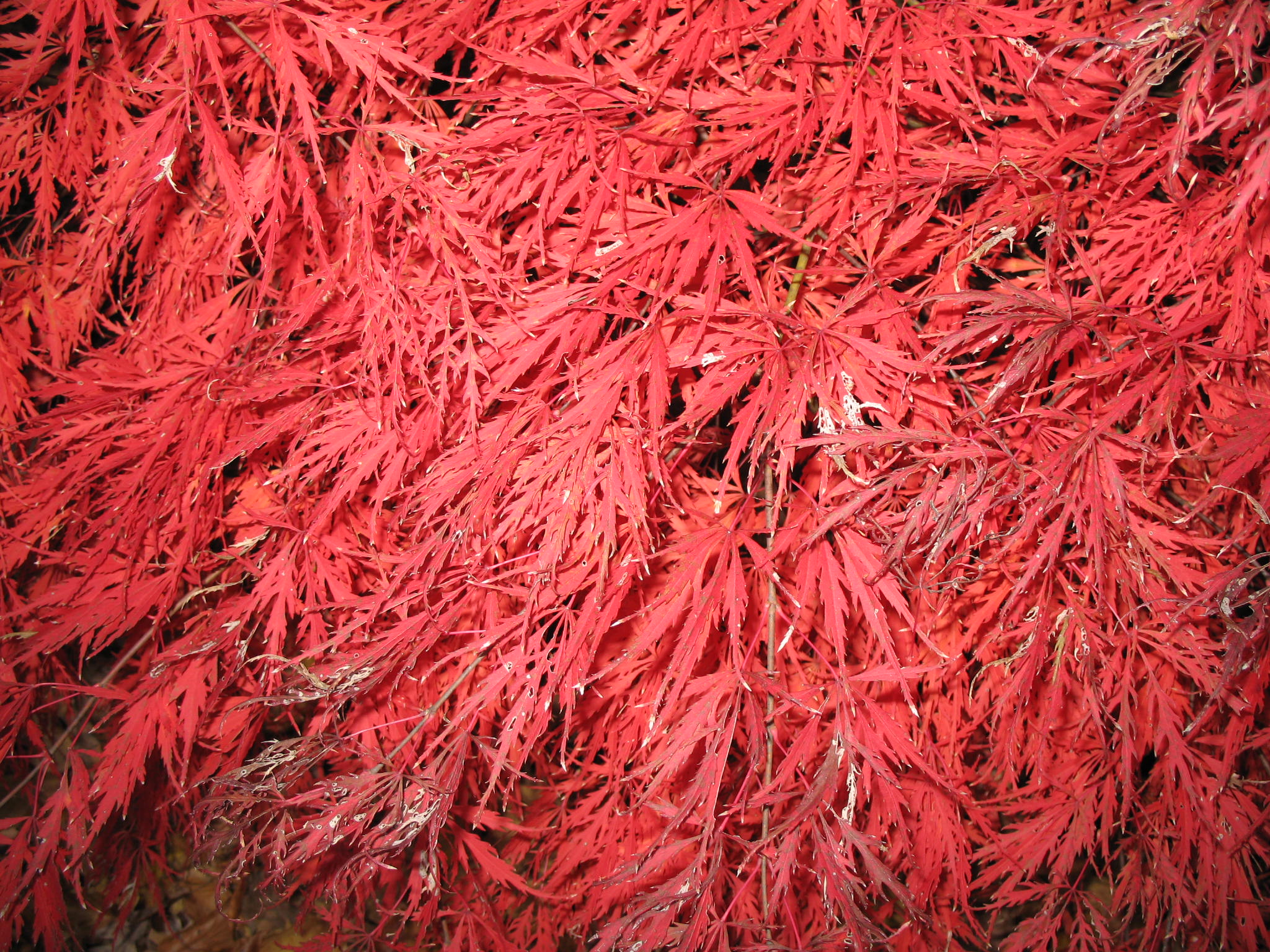 Acer palmatum 'Atropurpureum'   / Acer palmatum 'Atropurpureum'  
