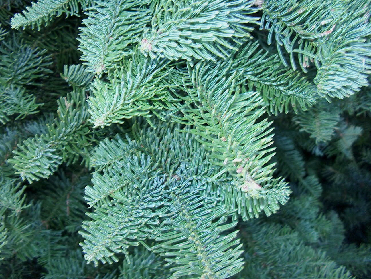 Abies procera  / Abies procera 