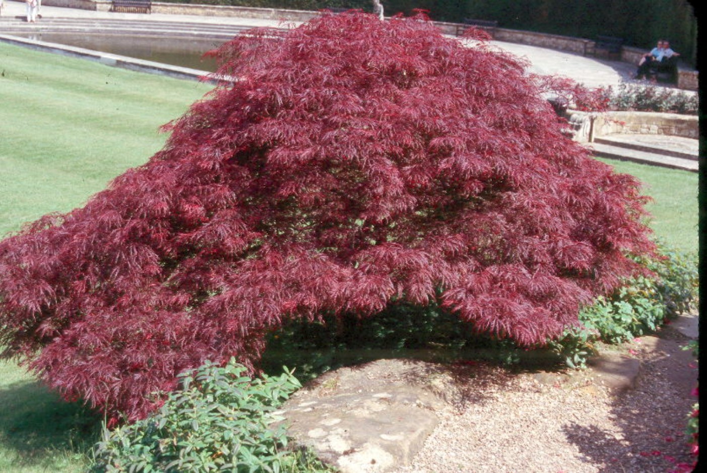 Acer palmatum 'Burgundy Lace'   / Burgundy Lace Japanese Maple