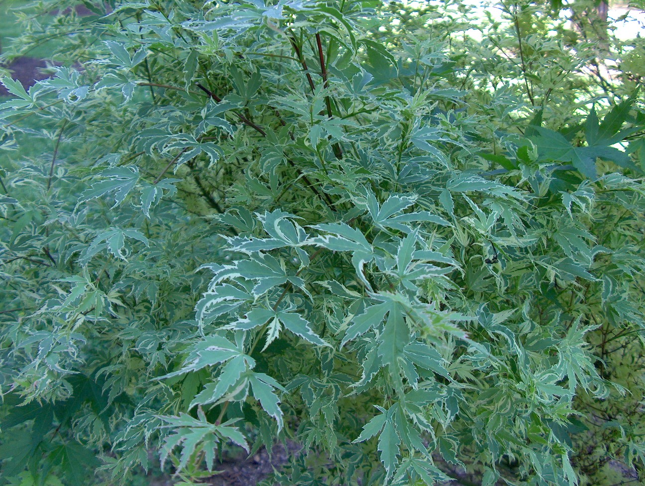 Acer palmatum 'Butterfly'  / Acer palmatum 'Butterfly' 