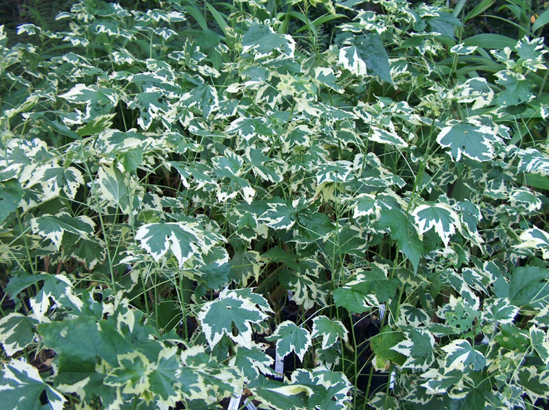 Abutilon hybridum 'Savitzii' / Variegated Flowering Maple