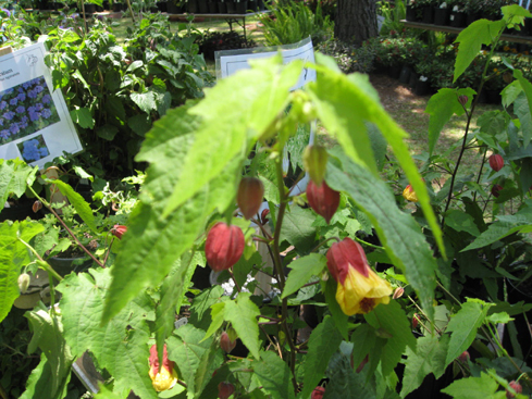 Abutilon 'Marilyn's Choice' / Marilyn's Choice Abutilon