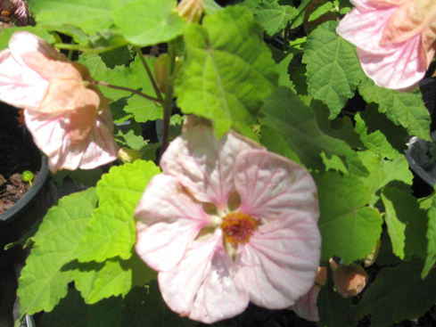 Abutilon 'Pride of Mobile' / Abutilon 'Pride of Mobile'