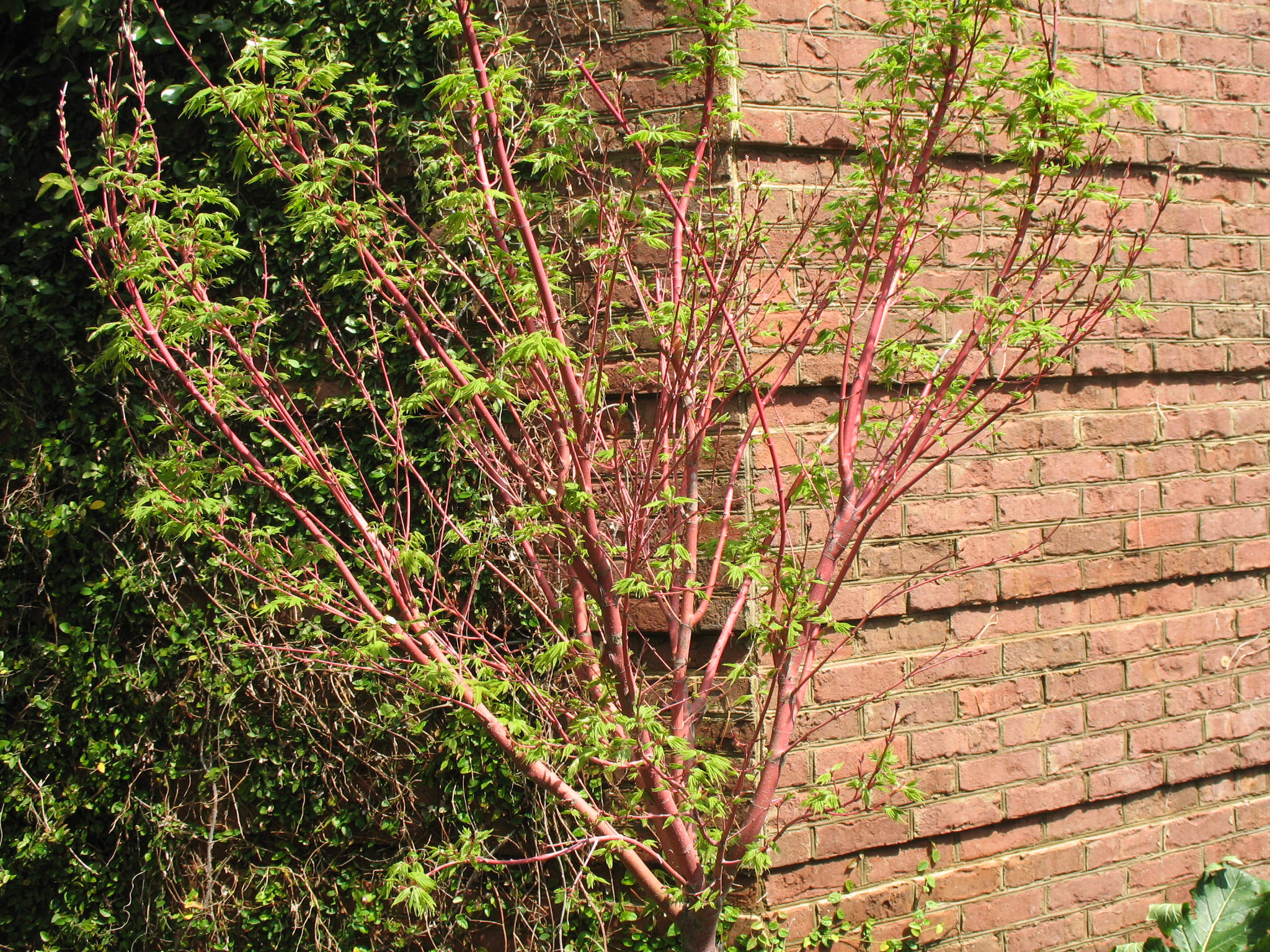 Acer palmatum 'Sango-Kaku'   / Coral Bark Japanese Maple