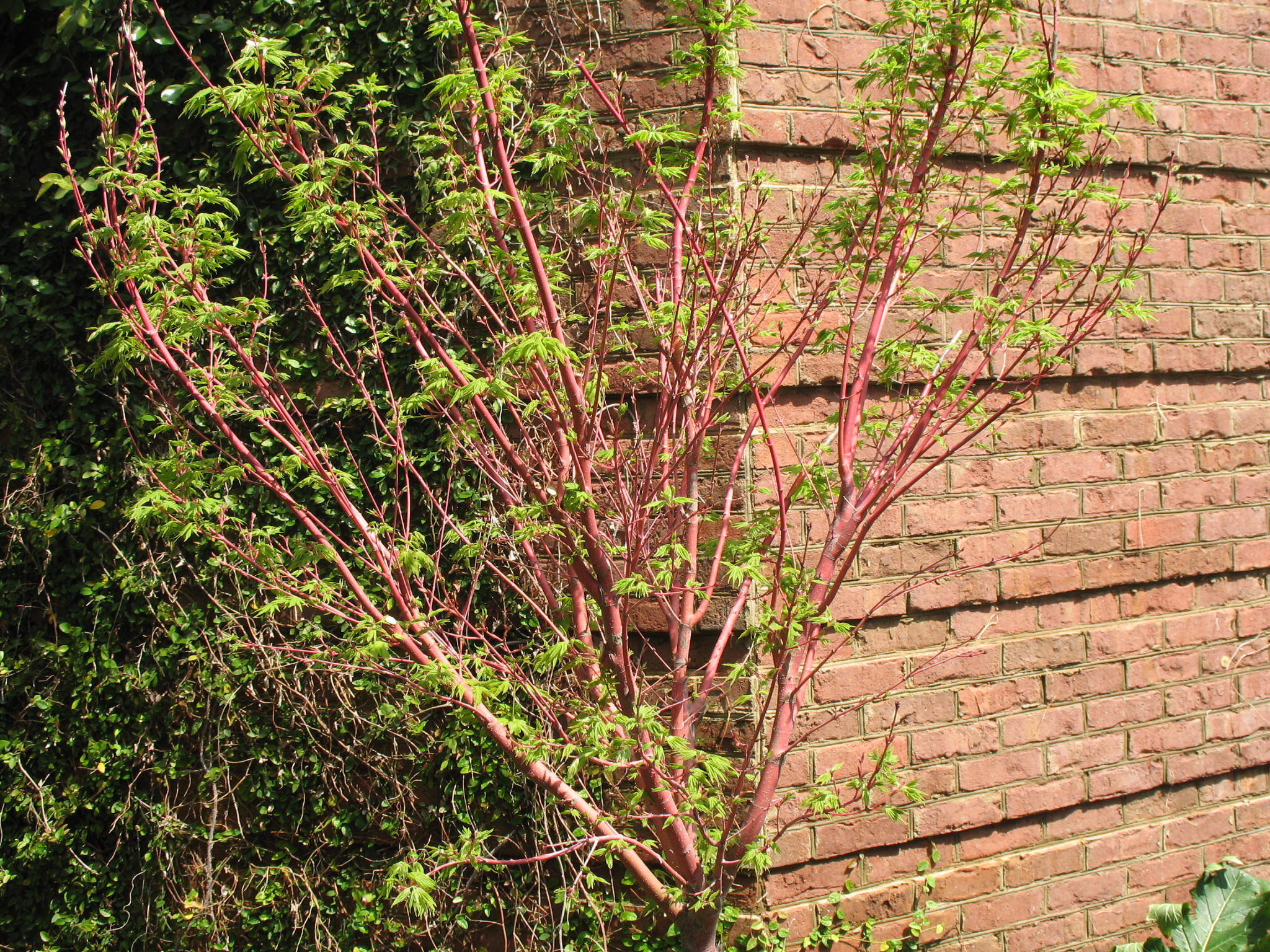 Acer palmatum 'Sango-Kaku'   / Acer palmatum 'Sango-Kaku'  