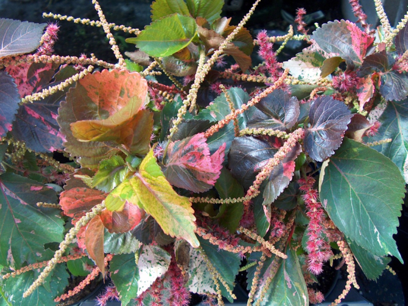 Acalypha wilkesiana 'Beyond Paradise' / Acalypha wilkesiana 'Beyond Paradise'