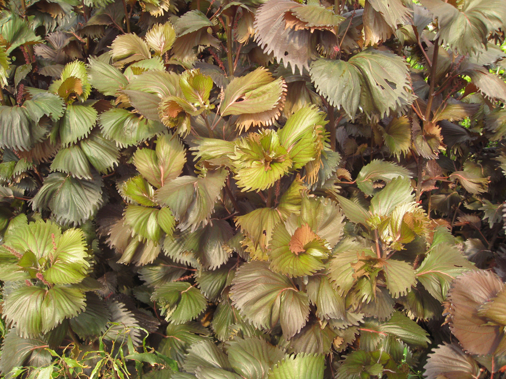 Acalypha wilkesiana 'Haleakala' / Haleakala Copper Plant