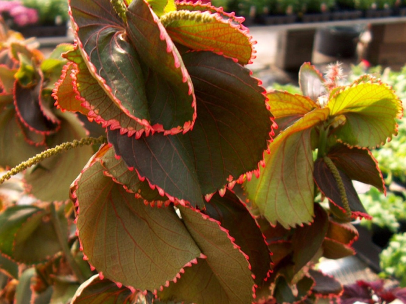 Acalypha wilkesiana 'Ceylon' / Acalypha wilkesiana 'Ceylon'