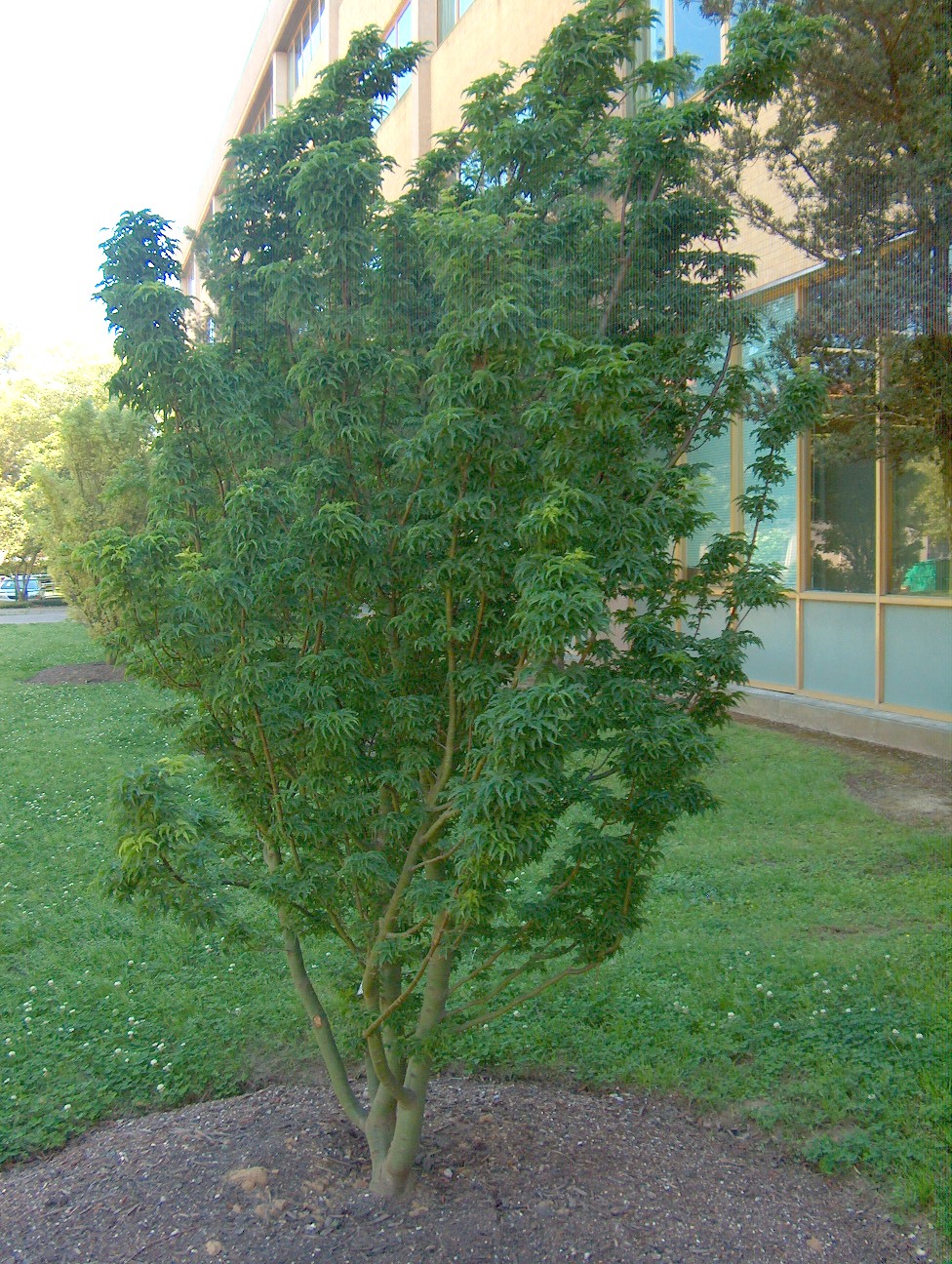 Acer palmatum 'Shishigashira'   / Acer palmatum 'Shishigashira'  