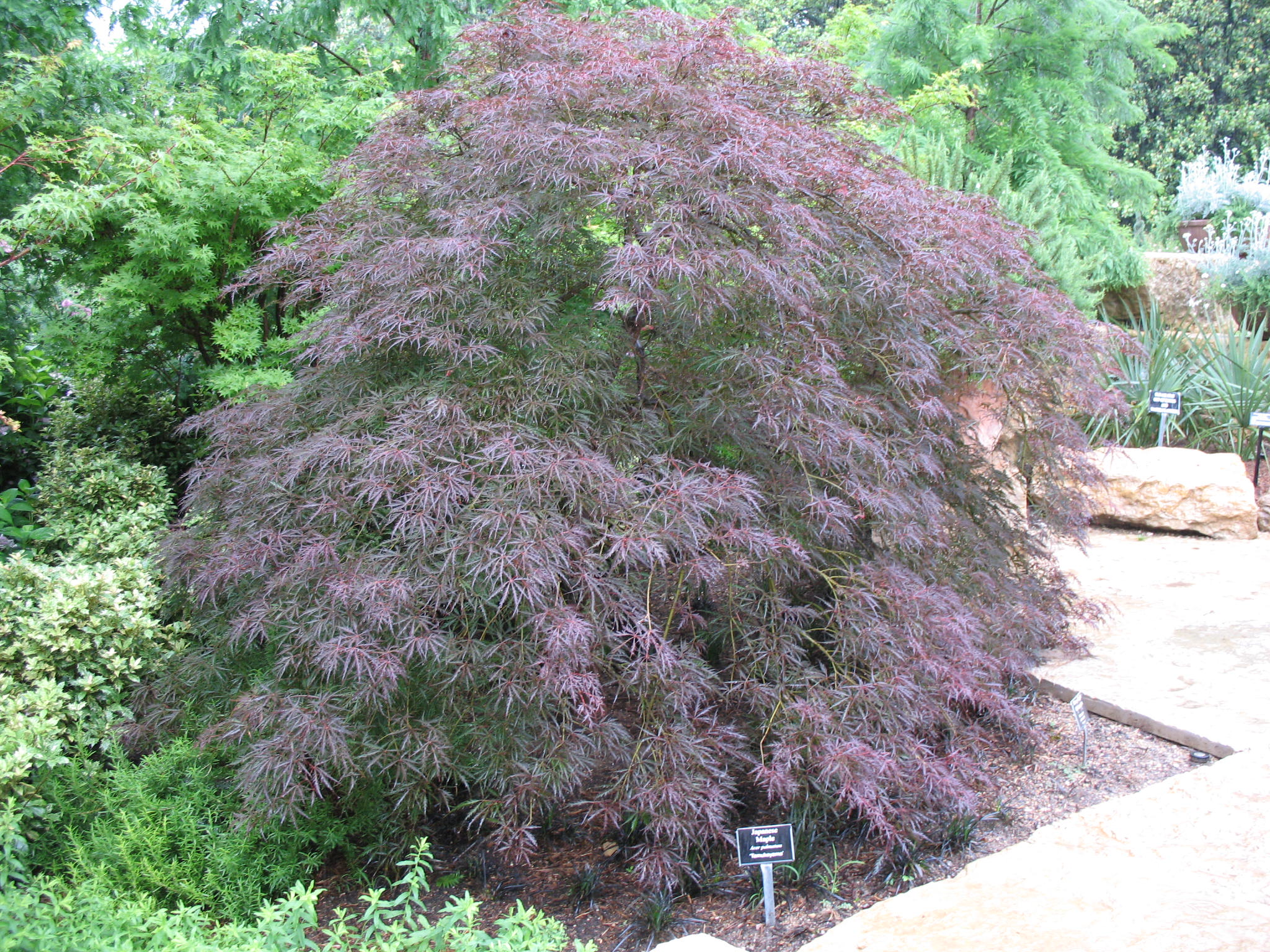Acer palmatum 'Tamukeyama'   / Red Leaf Japanese Maple