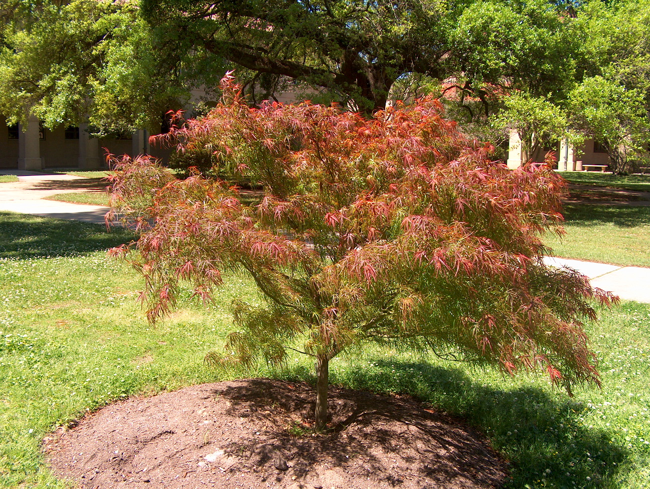 Acer palmatum 'Villa Taranto'   / Villa Taranto Japanese Maple.