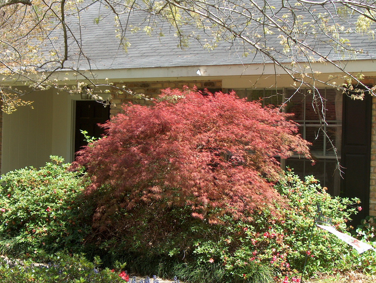 Acer palmatum / Japanese Maple