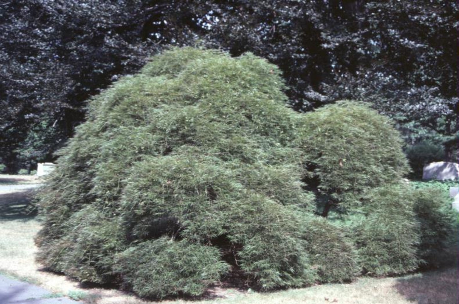 Acer palmatum dissectum / Red Japanese Maple