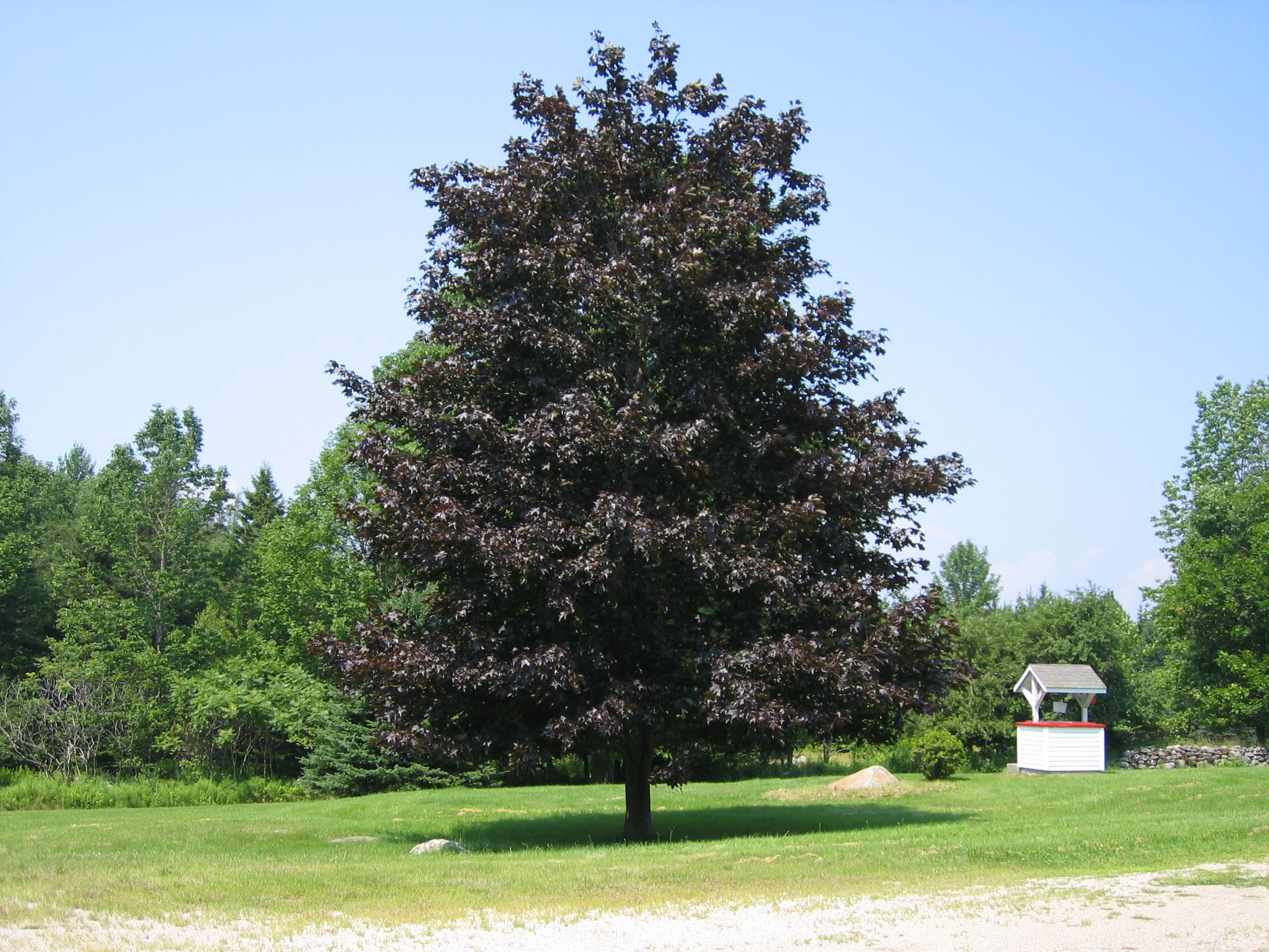 Crimson King Maple Tree