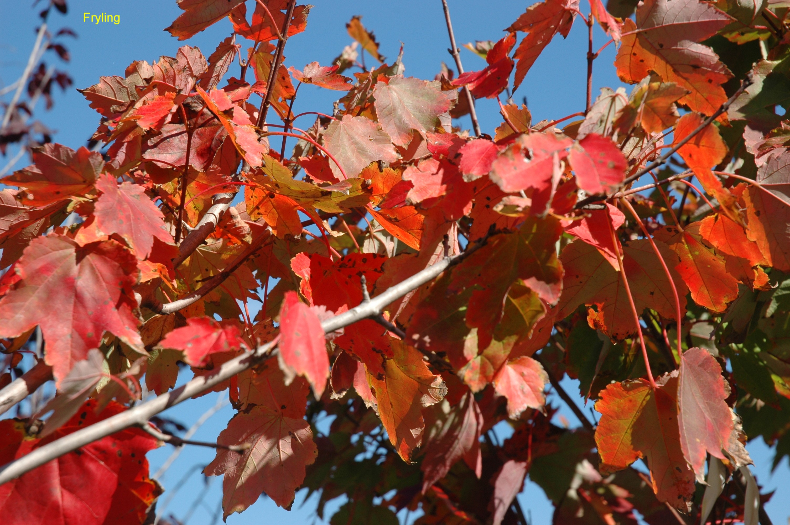 Acer rubrum 'October Glory'  / October Glory Maple